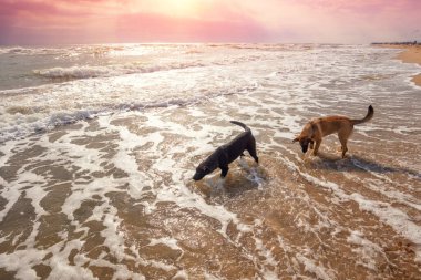Kumsaldaki köpekler. İki evsiz köpek kumsalda yürüyüp deniz suyu içiyor.