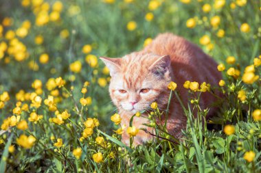 Çiçek bahçesinde yatan küçük kızıl kedi yavrusu. Kedi baharın tadını çıkarıyor