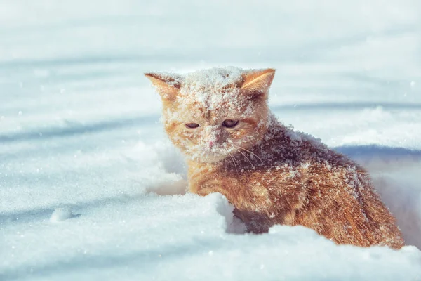Malé Červené Koťátko Sedící Zimě Hlubokém Sněhu Tvář Kočky Pokrytou — Stock fotografie