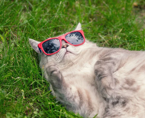 夏天的花园里 暹罗猫背着太阳镜躺在草地上 — 图库照片