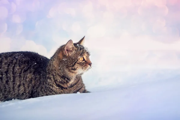 日落时分 一只猫在大雪中行走的肖像 — 图库照片