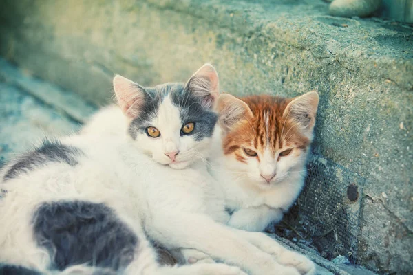 Dois Gatinhos Verão Jazem Quintal — Fotografia de Stock