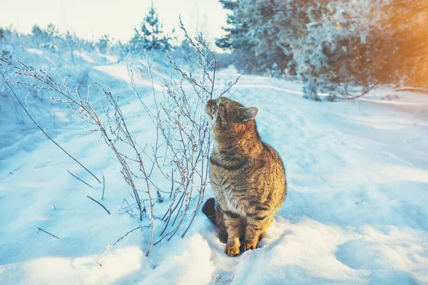 Бродячая Кошка Гуляет Снежному Полю Зимой Кошка Трётся Сухую Траву — стоковое фото