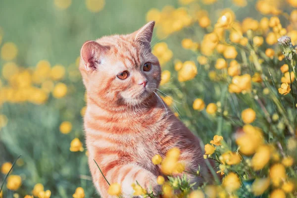 Piccolo Gattino Zenzero Seduto Sul Prato Fiorito Gatto Godendo Primavera — Foto Stock