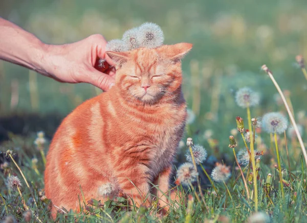 Ginger Cat Sienta Césped Con Dientes León Masculino Mano Mascotas — Foto de Stock