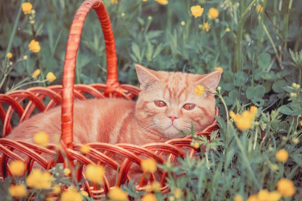 Çiçek Bahçesinde Bir Sepetin Içinde Yatan Küçük Kızıl Kedi Yavrusu — Stok fotoğraf