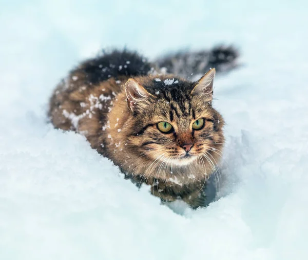 Кошка Улице Зимой Сибирская Серая Кошка Зимой Ходит Глубокому Снегу — стоковое фото