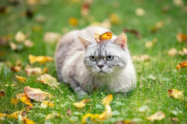 Gato Com Uma Folha Cabeça Livre Jardim Outono Gato Deitado — Fotografia de Stock