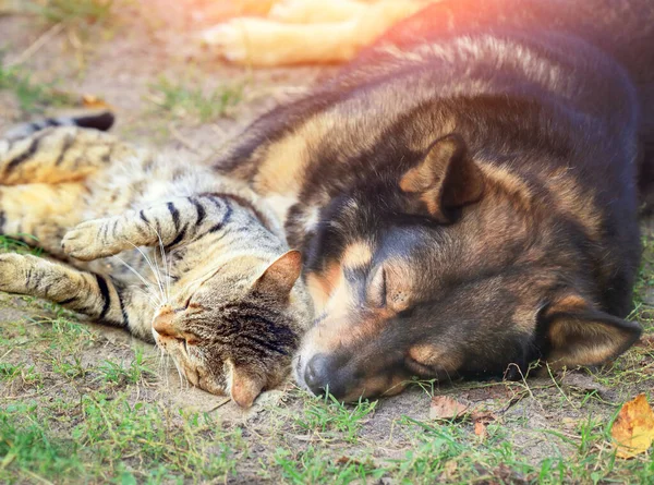 Beste Vrienden Hond Kat Samen Liggend Buiten — Stockfoto