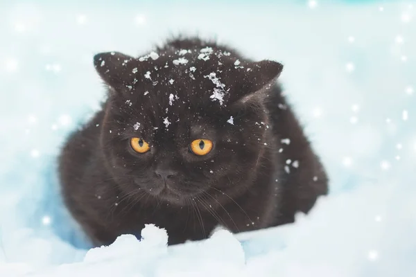 Malá Hnědá Britská Krátkosrstá Koťátka Sedící Zimě Venku Kočka Sedí — Stock fotografie
