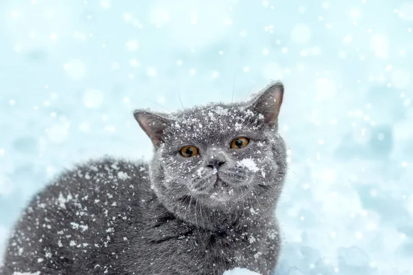 蓝色的英国短毛猫冬天坐在室外 那只猫在暴风雪中坐在厚厚的雪地里 — 图库照片