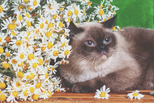 Katten Ligger Grön Filt Nära Kamomill Blommor — Stockfoto