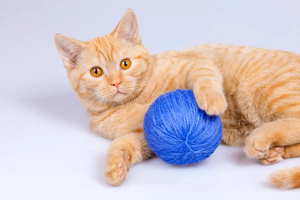 Hauskatze spielt mit Fadenschnur — Stockfoto