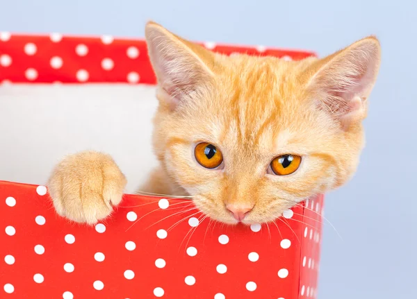 Gato doméstico —  Fotos de Stock