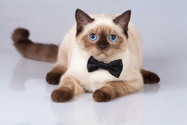 Siamese cat wearing tie bow — Stock Photo, Image