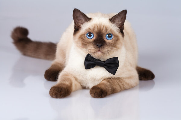 Siamese cat wearing tie bow