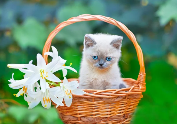 Gatinho no cesto — Fotografia de Stock