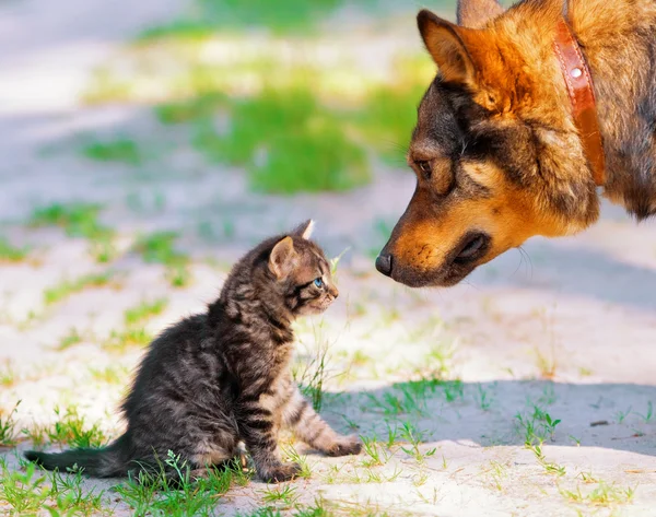 Kitten en hond — Stockfoto