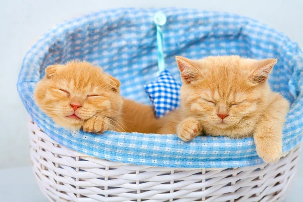 Котята спят в корзине — стоковое фото