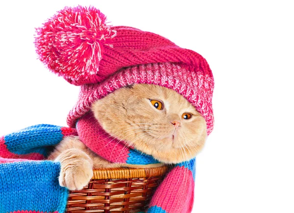 Gato doméstico vistiendo ropa de invierno — Foto de Stock