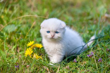 Çim de kedi