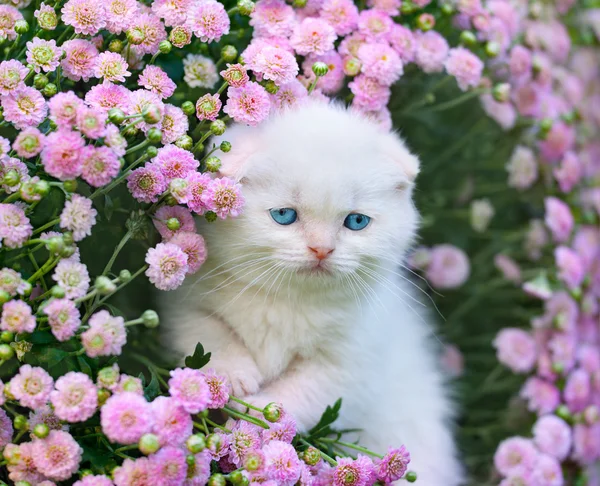 Scottish fold kitten — Stock Photo, Image