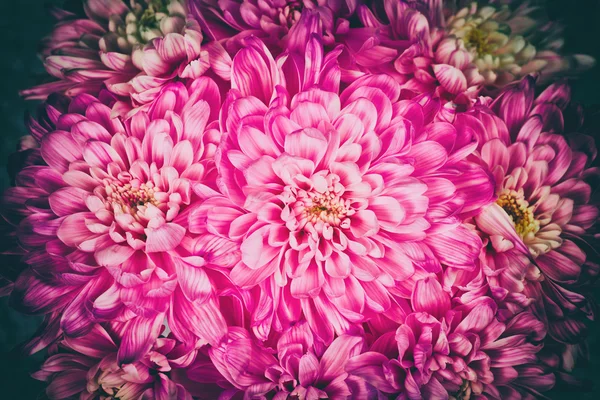 Όμορφο λουλούδι γκαζόν — Φωτογραφία Αρχείου