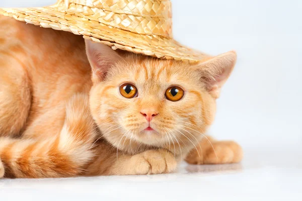 Gatito usando sombrero de paja — Foto de Stock