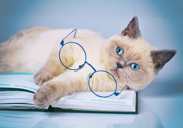 Katze mit Brille und Buch — Stockfoto