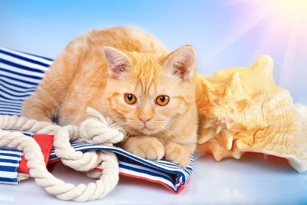 Gato con snorkel y concha —  Fotos de Stock