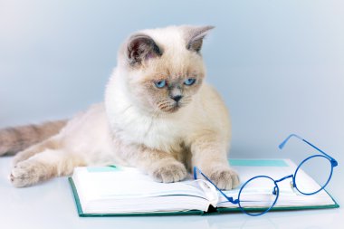 gözlük ve kitap ile kedi