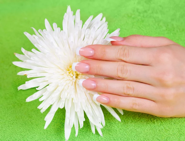 Hand auf Blume — Stockfoto