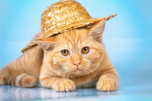 Mignon chaton rouge portant un chapeau de paille — Photo