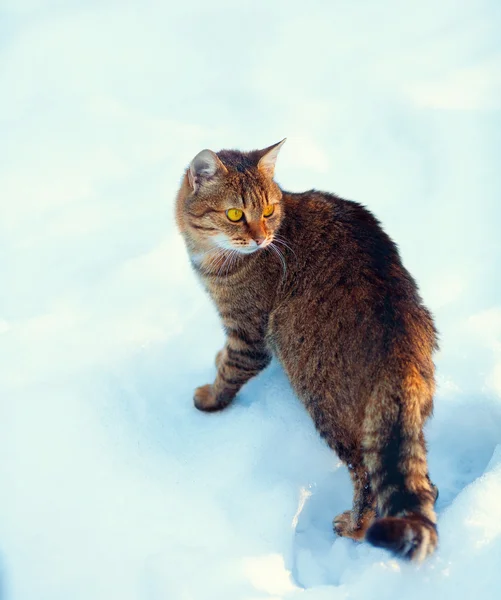 Karda yürüyen kedi — Stok fotoğraf