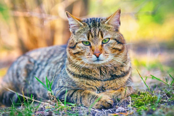 Joven gato sentado en verde hierba — Foto de Stock