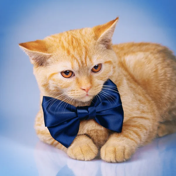 Cute siamese cat wearing bow tie — Stock Photo, Image