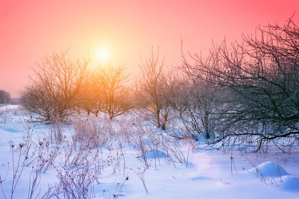 Sunrise over apple orchard — Stock Photo, Image