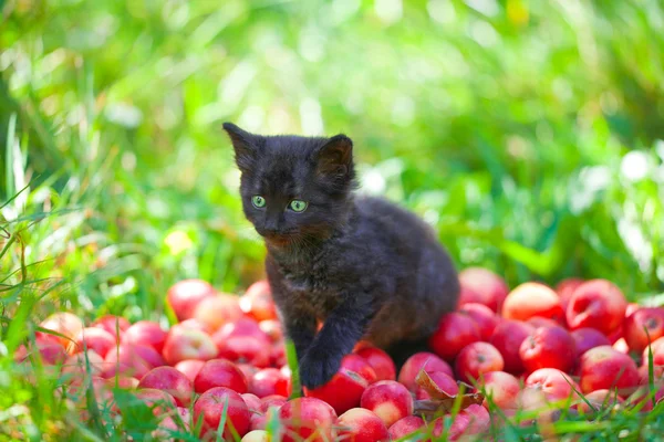 Chaton sur pommes — Photo