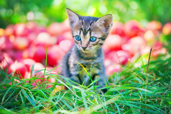 Котёнок на траве — стоковое фото