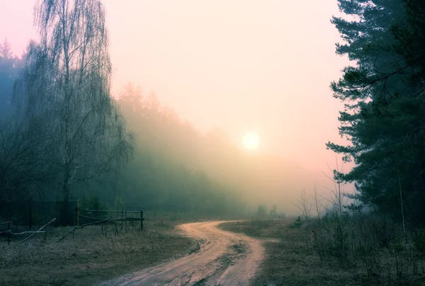 Zonsopgang in mistige bos — Stockfoto