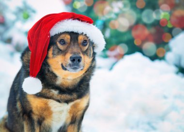 köpek giyen Noel Baba şapkası