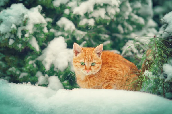 Kattunge i snö — Stockfoto