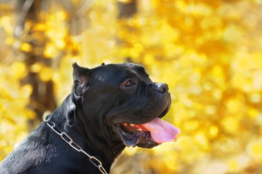 Cane corso köpek