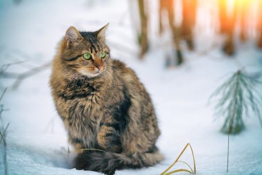 Siberian cat in forest clipart