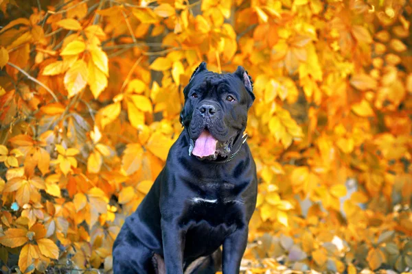 Cane corso cão — Fotografia de Stock