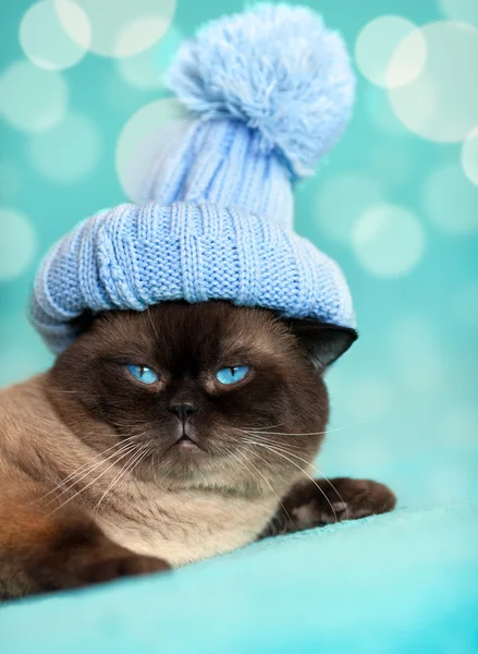Σιαμέζα γάτα στο καπέλο — Φωτογραφία Αρχείου