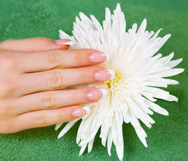 Hand on chrysanthemum flower — Stock Photo, Image