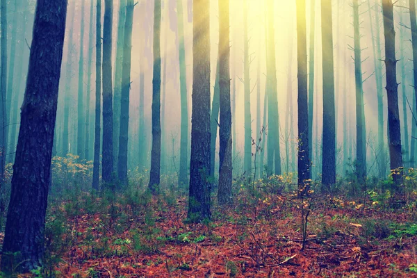 Foggy forest — Stockfoto