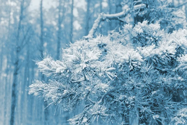 Перший сніг у сосновому лісі — стокове фото