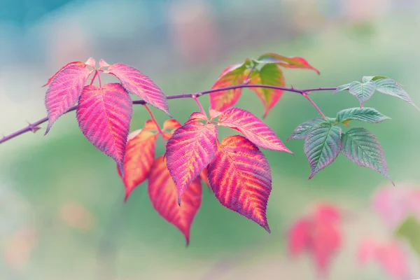 多彩的秋天的树叶 — 图库照片